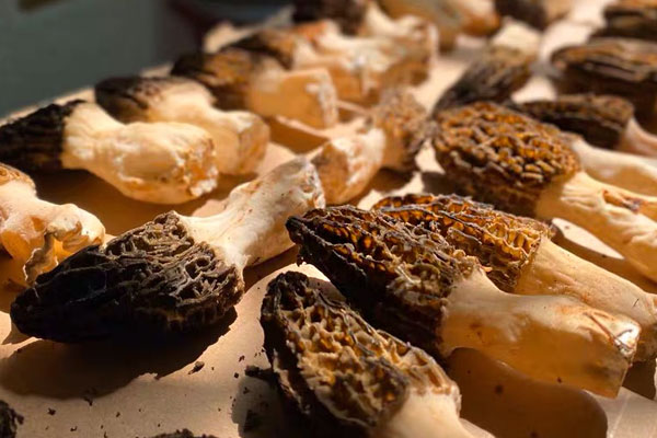 羊肚菌燉木耳的泡發(fā)時間 羊肚菌燉木耳的泡發(fā)時間