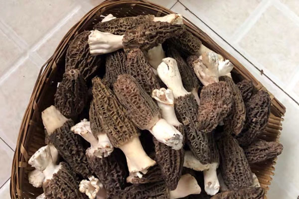 羊肚菌豆腐魚湯的做法技巧 羊肚菌豆腐魚湯的做法技巧