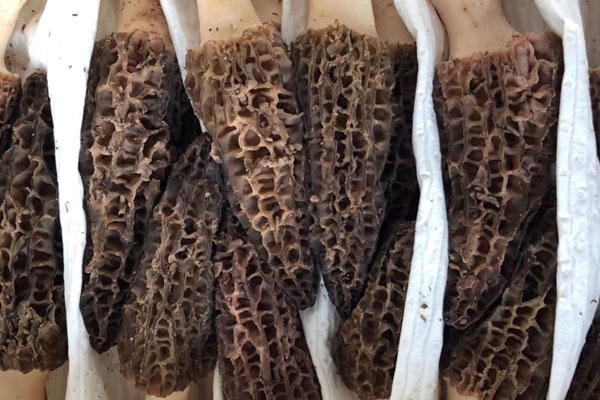 羊肚菌豆腐魚湯吃了會發(fā)胖嗎 羊肚菌豆腐魚湯吃了會發(fā)胖嗎