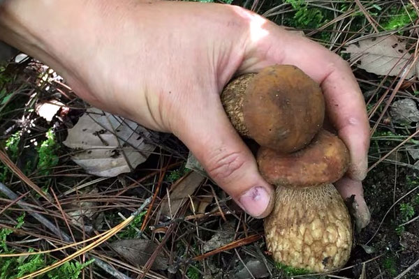 牛肝菌煮多久可以吃，干牛肝菌有毒嗎