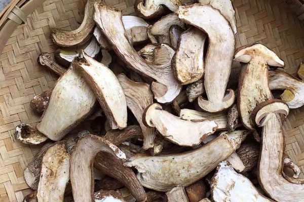 干牛肝菌有沒有毒