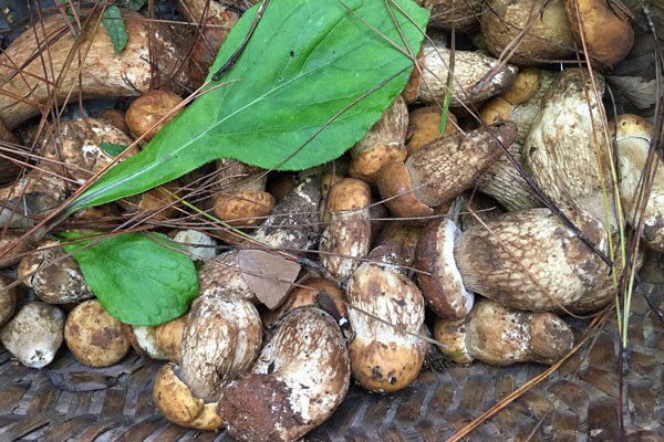 牛肝菌喜歡怎樣的溫度