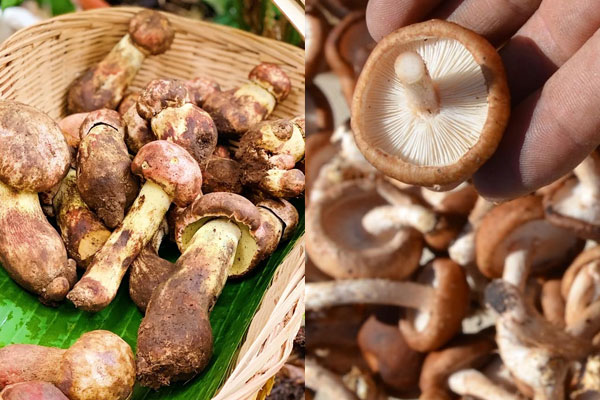 牛肝菌與香菇哪個(gè)好，黑牛肝菌煲湯湯會(huì)黑嗎