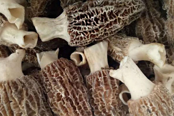 冰凍羊肚菌價格多少錢一斤