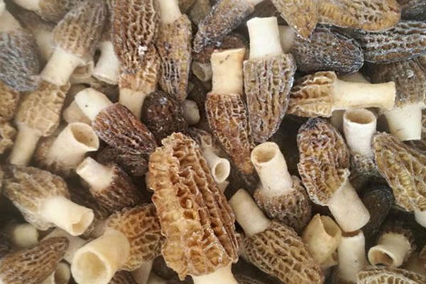 不同渠道購(gòu)買(mǎi)冰凍羊肚菌價(jià)格不同 不同渠道購(gòu)買(mǎi)冰凍羊肚菌價(jià)格不同