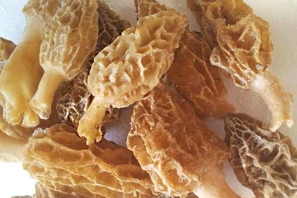 冰凍羊肚菌如何購(gòu)買(mǎi) 冰凍羊肚菌如何購(gòu)買(mǎi)