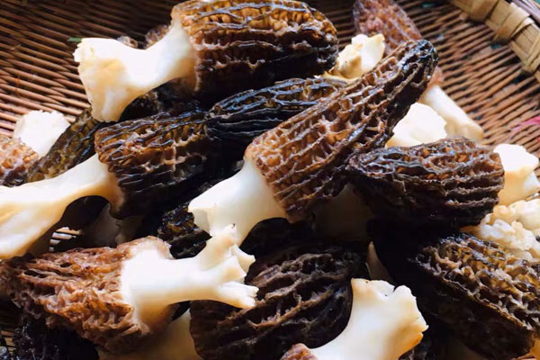 羊肚菌小孩可以吃嗎，為什么小孩不能吃羊肚菌