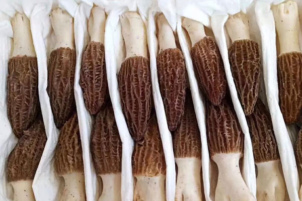 9個月寶寶能吃羊肚菌嗎，兒童吃羊肚菌湯的做法和功效