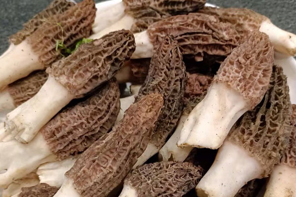 羊肚菌10個月小孩可以吃嗎，一歲半小孩怎么吃羊肚菌