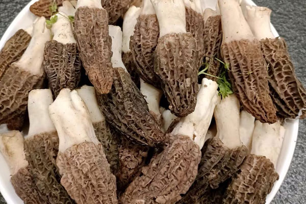 羊肚菌好還是牛奶好 羊肚菌好還是牛奶好