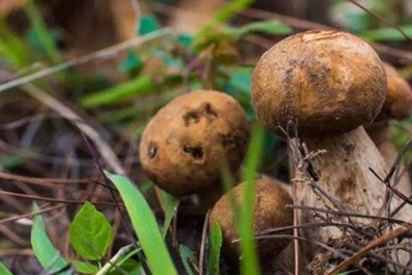 牛肝菌炒荷蘭豆要焯水嗎 牛肝菌炒荷蘭豆要焯水嗎