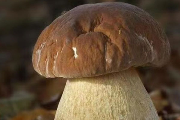 牛肝菌炒荷蘭豆哪些人不能吃 牛肝菌炒荷蘭豆哪些人不能吃