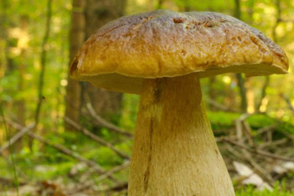 牛肝菌炒臘肉要不要放鹽 牛肝菌炒臘肉要不要放鹽