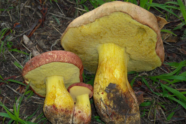 牛肝菌炒臘肉要先煮熟嗎 牛肝菌炒臘肉要先煮熟嗎