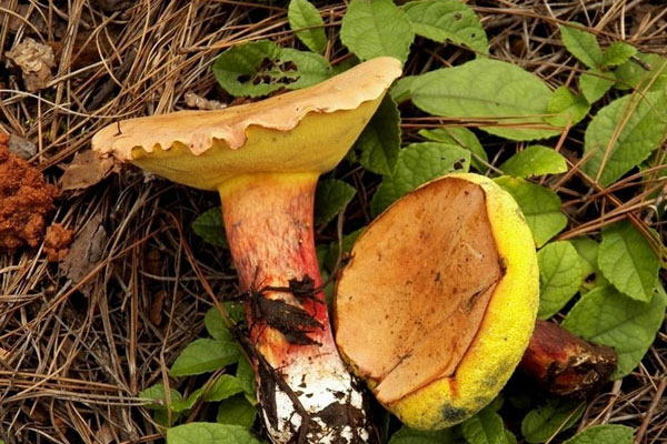 牛肝菌炒臘腸用不用先蒸熟 牛肝菌炒臘腸用不用先蒸熟