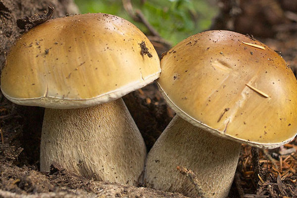 牛肝菌辣椒炒肉用什么辣椒好 牛肝菌辣椒炒肉用什么辣椒好