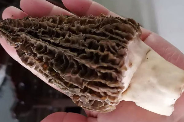 羊肚菌是曬干好還是烘干好，羊肚菌是什么地方的特產(chǎn)