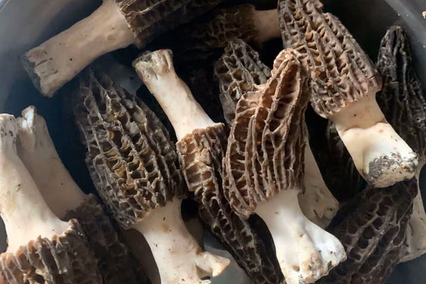 新鮮羊肚菌什么時(shí)候采摘好 新鮮羊肚菌什么時(shí)候采摘好