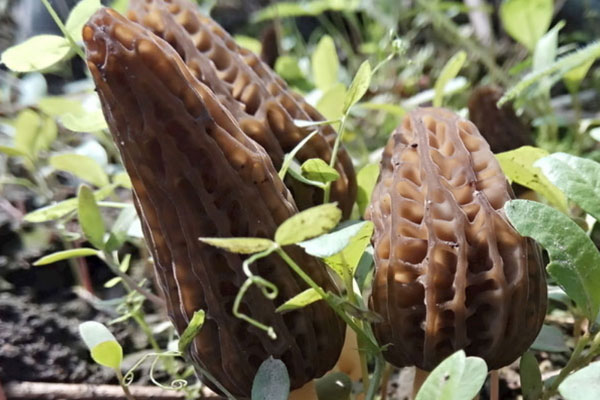 羊肚菌可以抗疲勞嗎 羊肚菌可以抗疲勞嗎