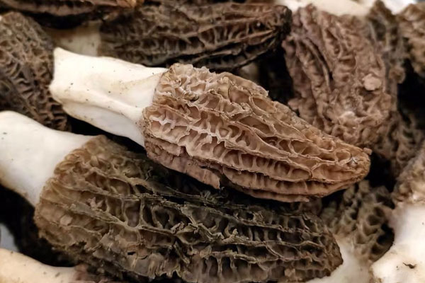 羊肚菌怎樣才能保存更長時間，羊肚菌有幾種顏色