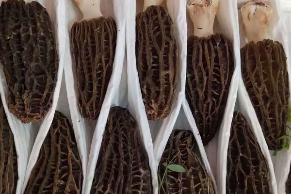 羊肚菌有多少種顏色 羊肚菌有多少種顏色