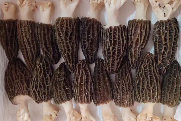 網(wǎng)兜蘑和羊肚菌一樣嗎，羊肚菌大小有什么區(qū)別