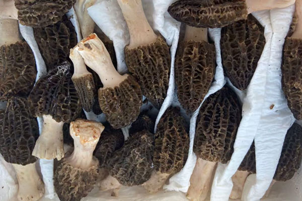 羊肚菌大小有哪些不同 羊肚菌大小有哪些不同