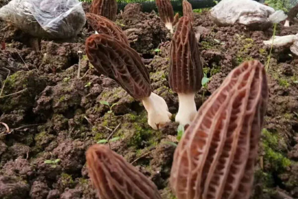 羊肚菌適合在什么地方種植，羊肚菌適合在北方種植嗎