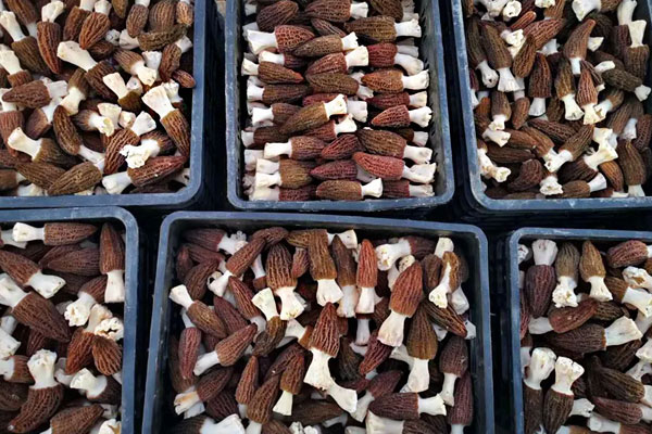 北方適合種植羊肚菌嗎 北方適合種植羊肚菌嗎