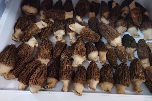 羊肚菌的幾種保存方法 羊肚菌的幾種保存方法