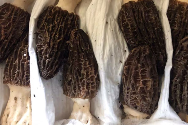 干羊肚菌好還是新鮮羊肚菌好 干羊肚菌好還是新鮮羊肚菌好