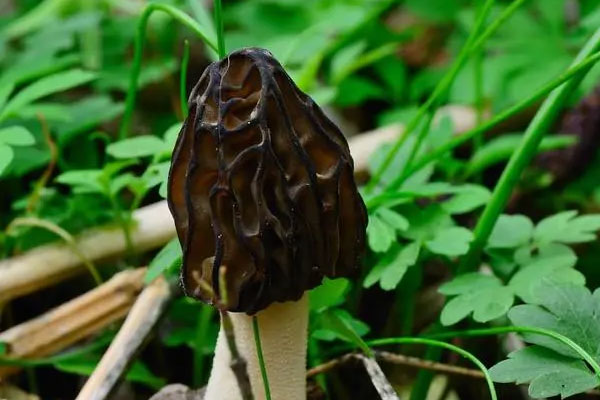 吃了發(fā)霉的羊肚菌會怎樣 吃了發(fā)霉的羊肚菌會怎樣