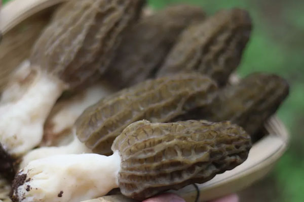 新鮮羊肚菌需要泡嗎，羊肚菌哪個品種好