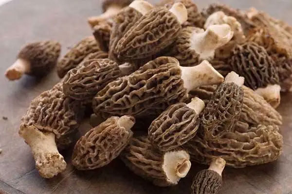 羊肚菌什么品種好 羊肚菌什么品種好