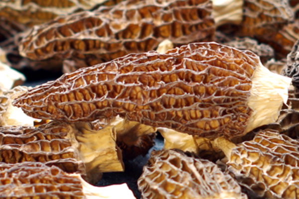 干羊肚菌怎么挑選 干羊肚菌怎么挑選