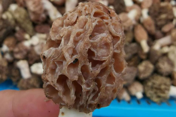 羊肚菌越大越好嗎 羊肚菌越大越好嗎