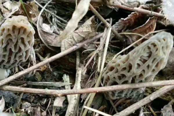 怎樣挑選羊肚菌，羊肚菌產(chǎn)地在哪里