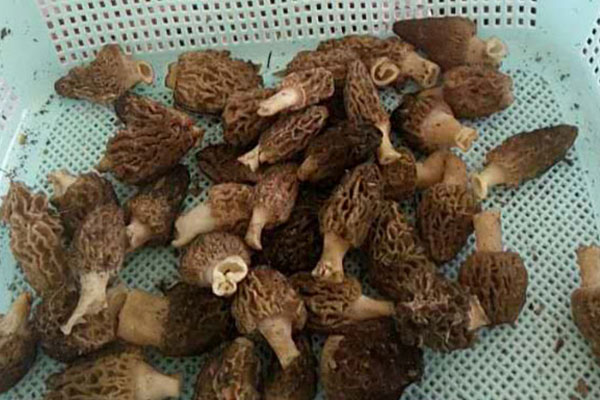 羊肚菌產(chǎn)地在什么地方 羊肚菌產(chǎn)地在什么地方