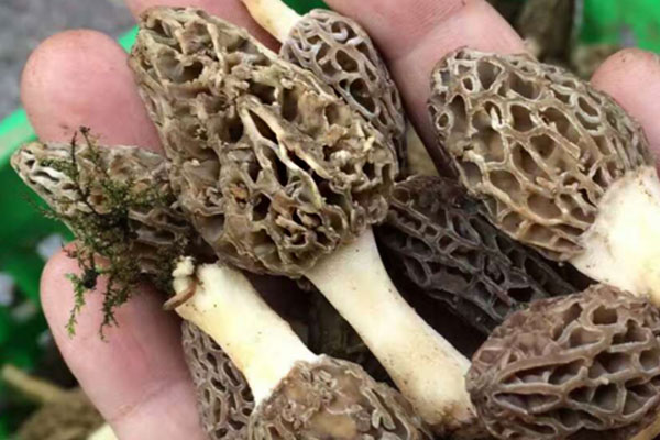 老人和孩子可以吃羊肚菌嗎 老人和孩子可以吃羊肚菌嗎