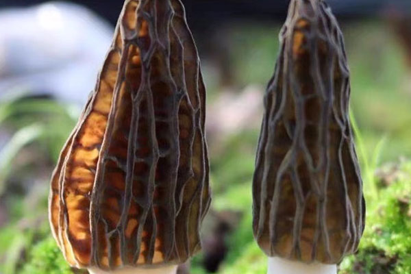 羊肚菌能美容養(yǎng)顏嗎，羊肚菌可以促進(jìn)睡眠嗎