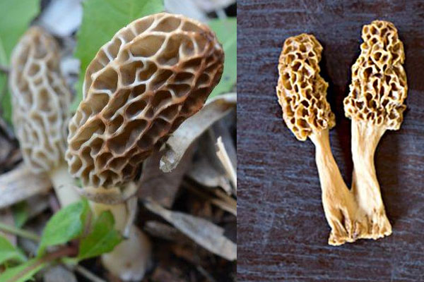 小羊肚菌能吃嗎 小羊肚菌能吃嗎