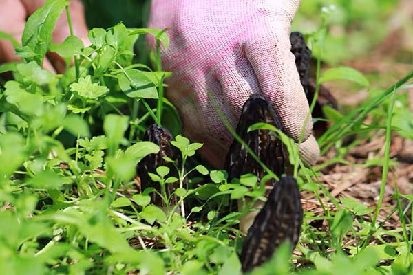 羊肚菌可以和酒一起搭配嗎，糖尿病吃羊肚菌的功效與作用