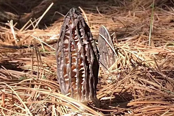 羊肚菌泡酒的經(jīng)典做法 羊肚菌泡酒的經(jīng)典做法