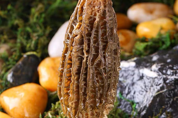 拿到手的新鮮羊肚菌應(yīng)該如何處理 拿到手的新鮮羊肚菌應(yīng)該如何處理