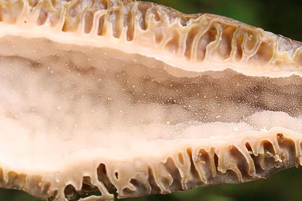 羊肚菌有酒味還可以吃嗎 羊肚菌有酒味還可以吃嗎