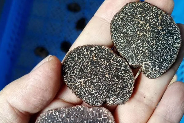 黑松露切開沒有紋路是正常的嗎 黑松露切開沒有紋路是正常的嗎