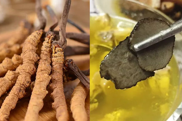 冬蟲夏草和松露一起吃嗎 冬蟲夏草和松露一起吃嗎