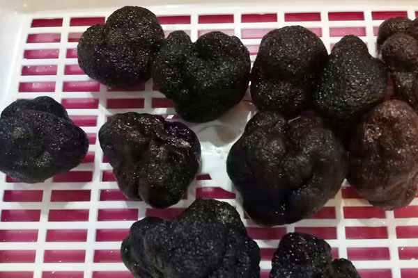 黑松露具有美白的作用嗎 黑松露具有美白的作用嗎