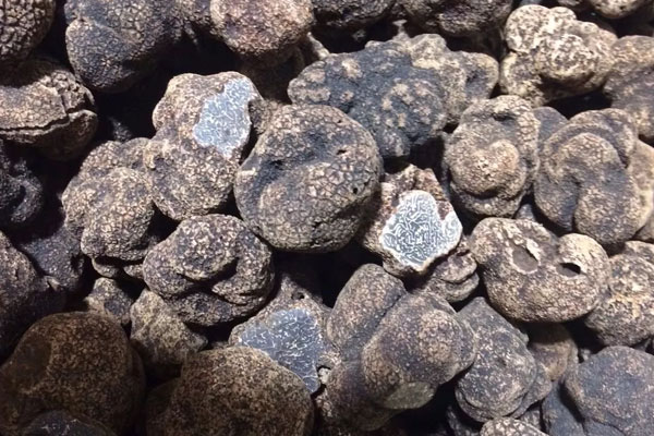 三高患者可以吃松露嗎，松露能預(yù)防心血管硬化嗎