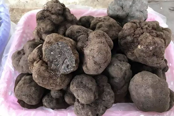 新鮮黑松露的選購標準 新鮮黑松露的選購標準
